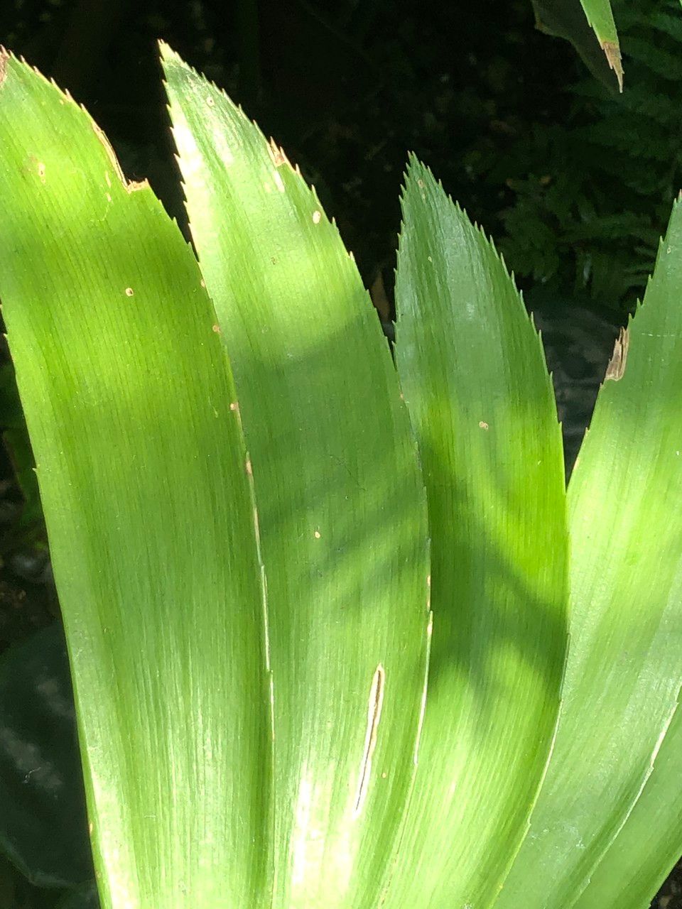 Zamia sandovalii habit