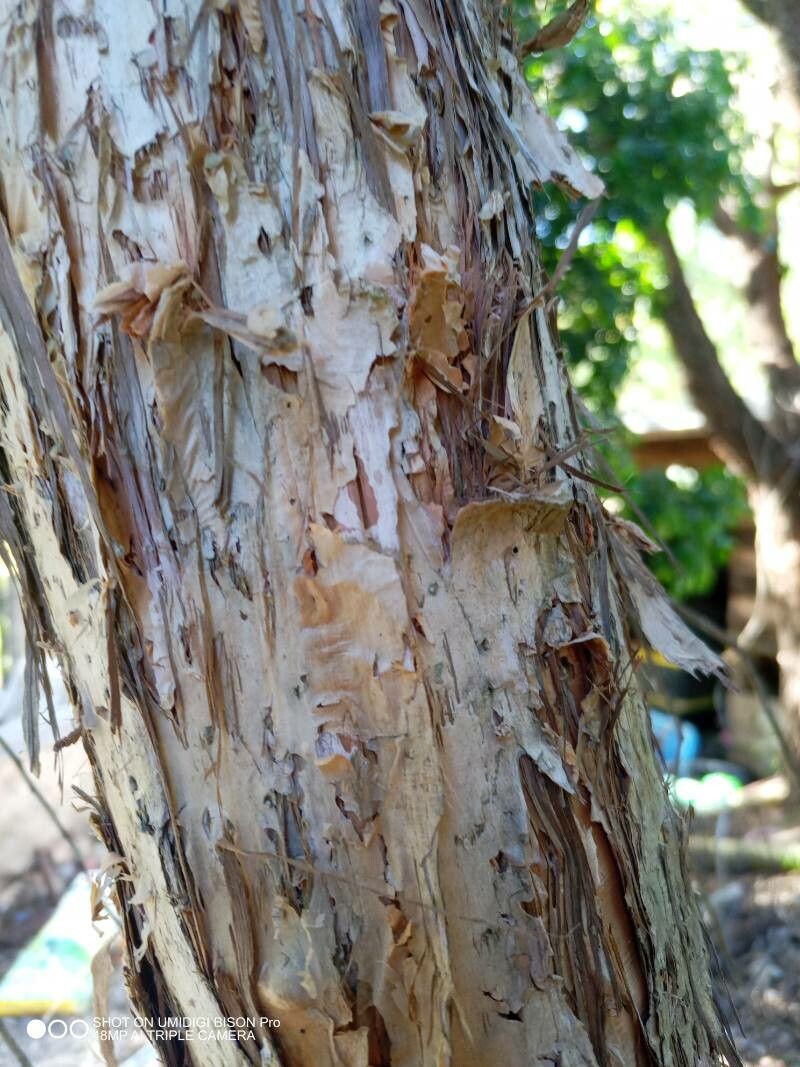 Melaleuca viridiflora bark