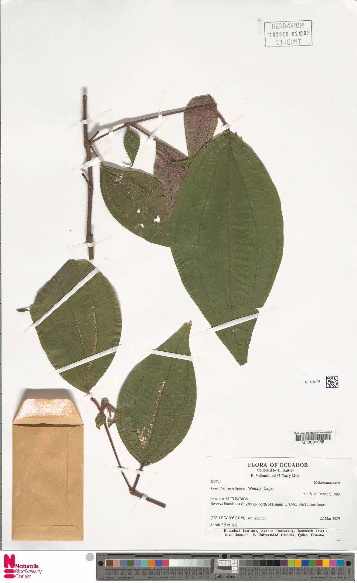 Miconia aristigera leaf