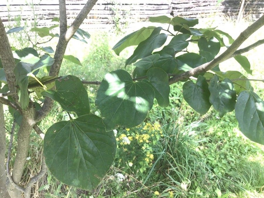 Cercis racemosa — search result for 'Cercis'