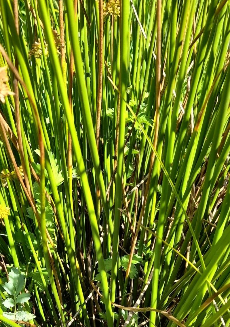 Juncus procerus bark
