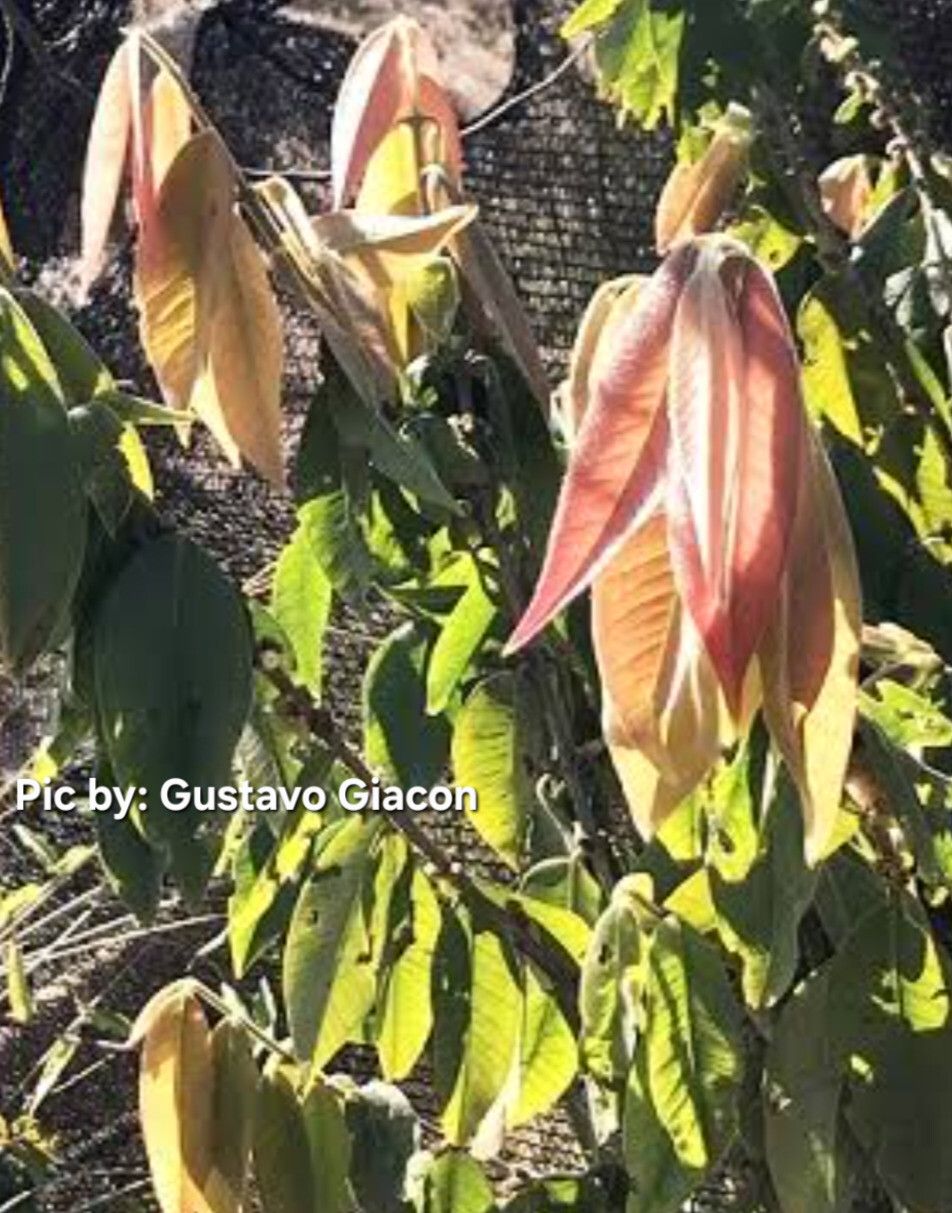 Myrciaria glomerata — related species from the same genus