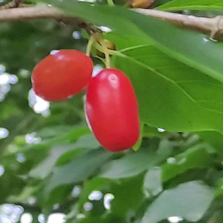 Cornus officinalis fruit