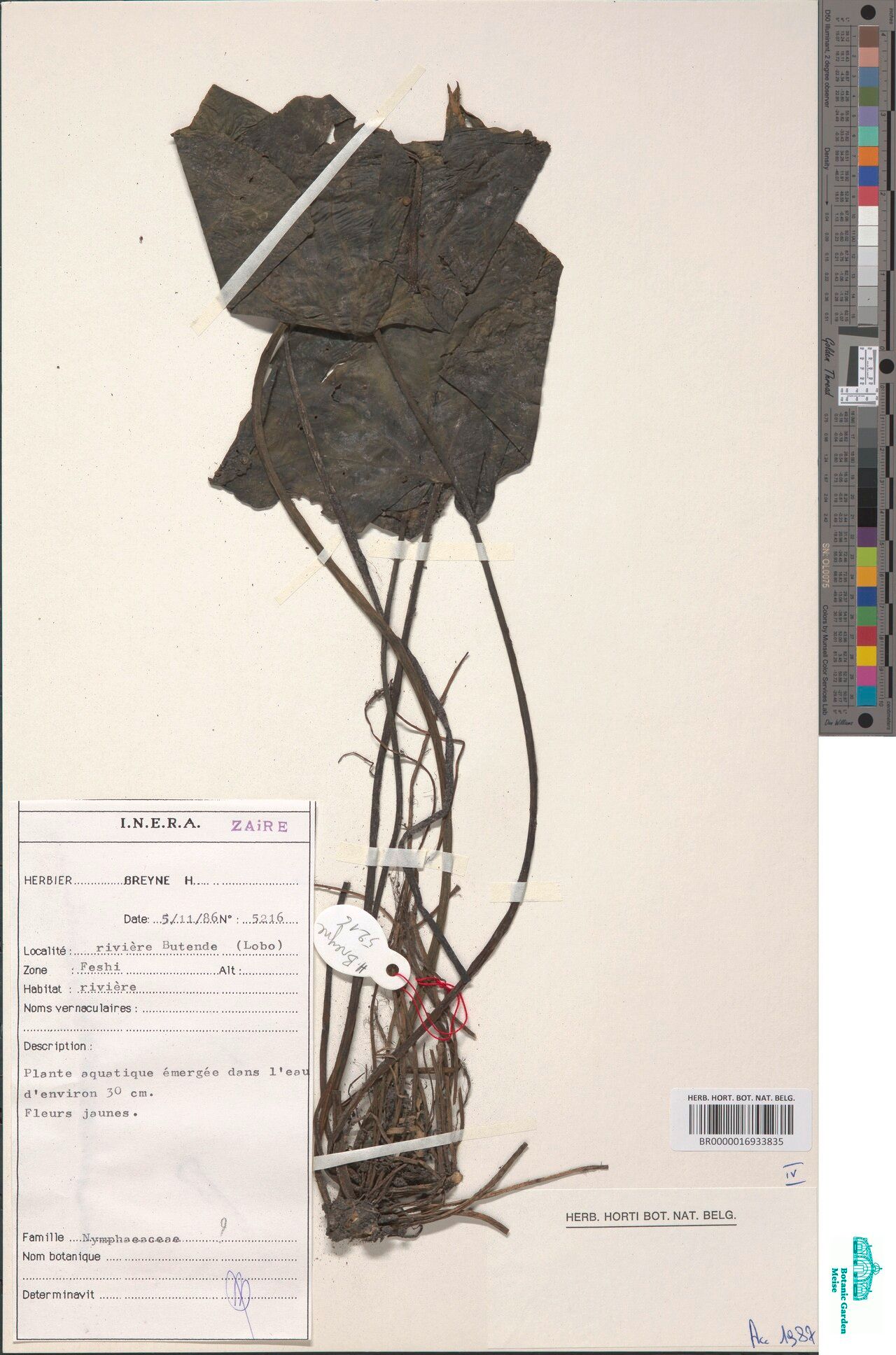 Nymphaea divaricata — search result for 'Nymphaea'