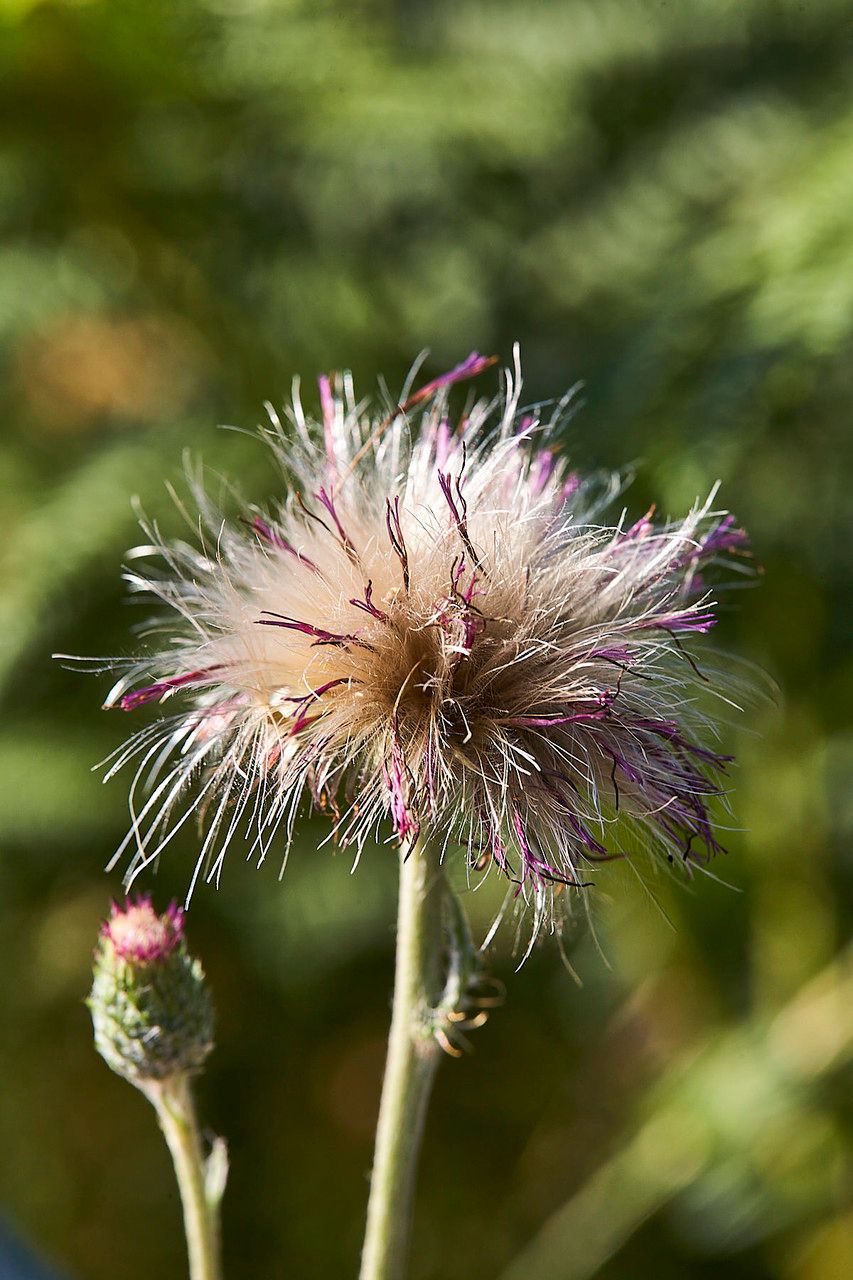 Cirsium dissectum fruit