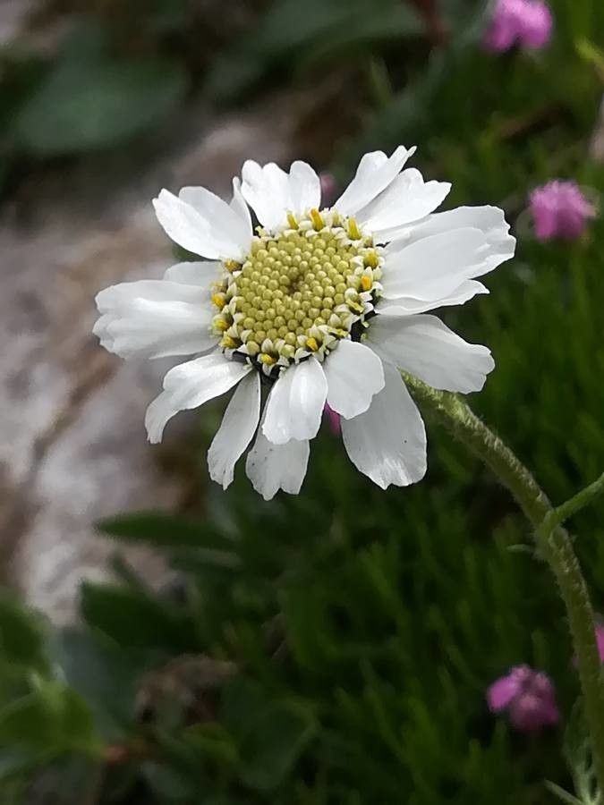 Achillea barrelieri flower
