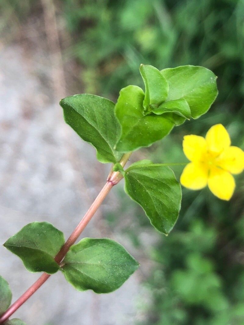 Lysimachia nemorum leaf