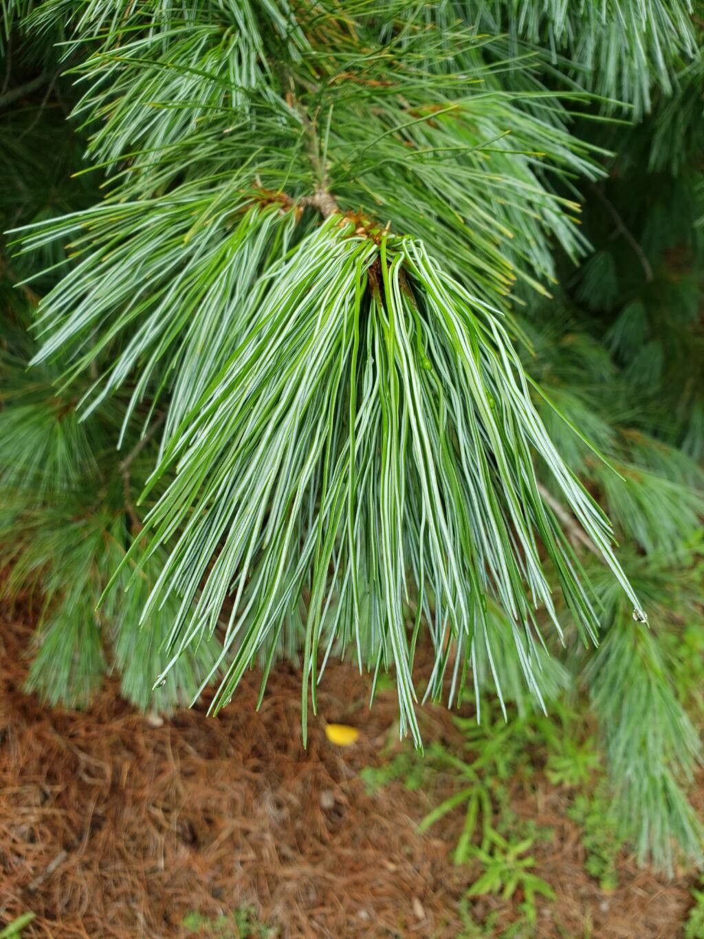 Pinus monticola — search result for 'Pinaceae'