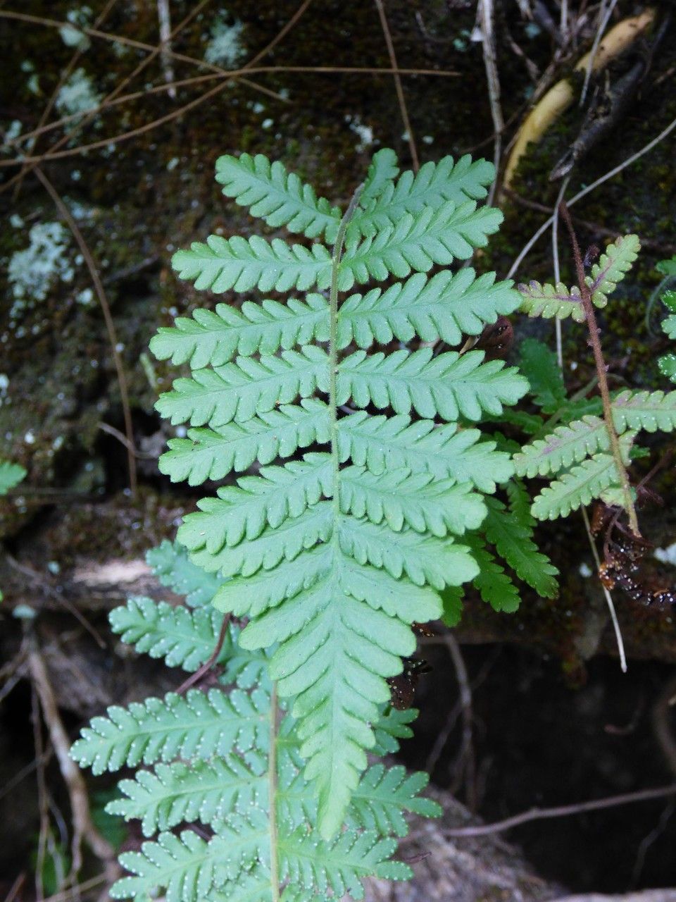 Arthropteris orientalis leaf