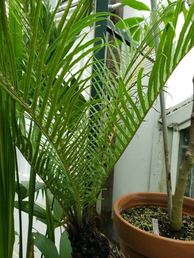 Oceaniopteris gibba — search result for 'Fiji'