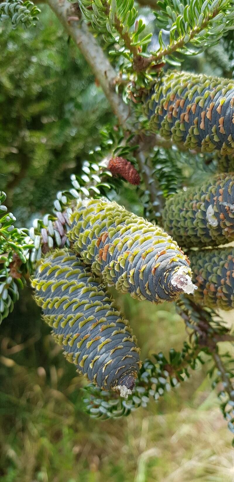 Picea asperata fruit