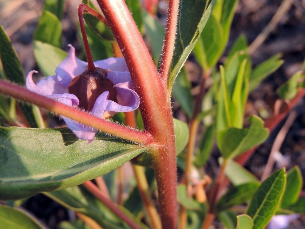 Trichodesma ambacense bark