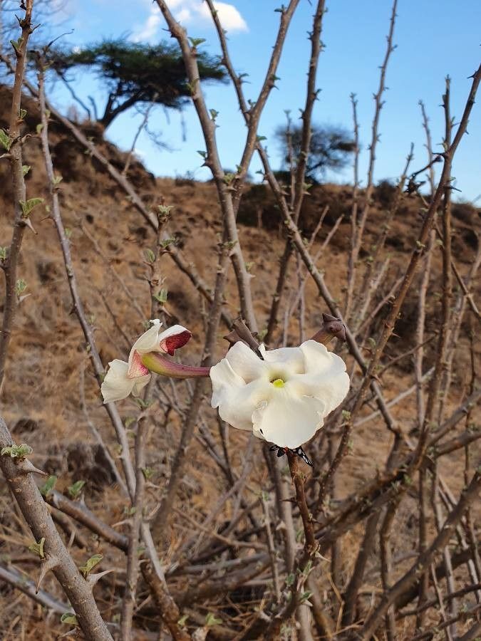 Sesamothamnus rivae flower