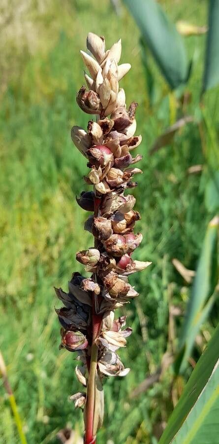 Thalia multiflora fruit