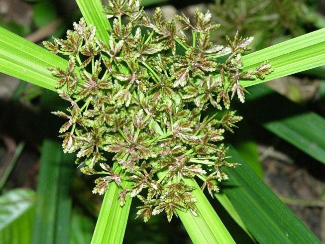 Cyperus miliifolius other