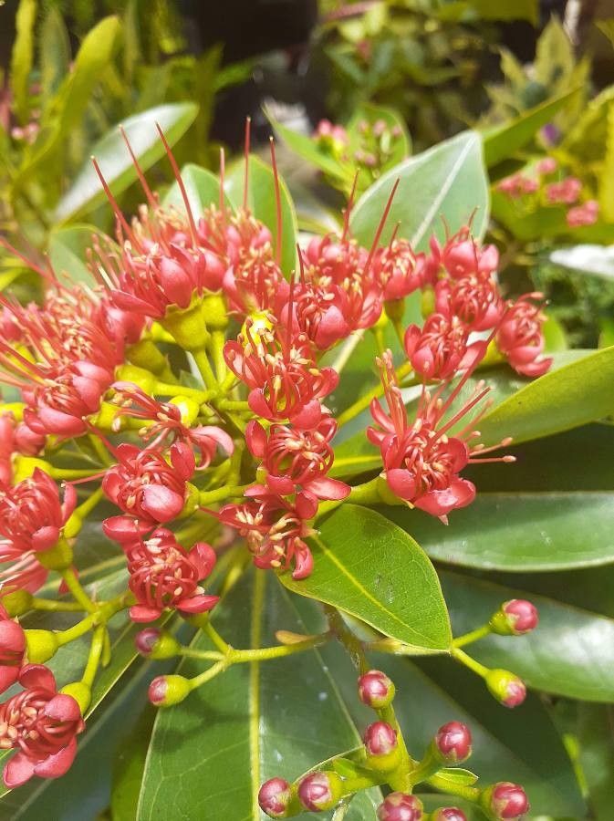 Xanthostemon ruber — houseplant care guide