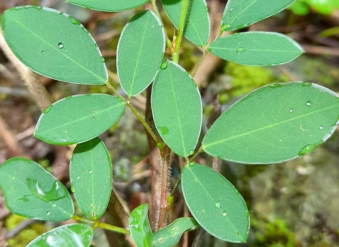 Desmodium ciliare — search result for 'Desmodium'