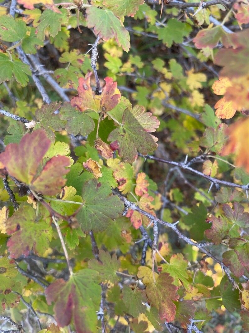 Ribes divaricatum — search result for 'Ribes'