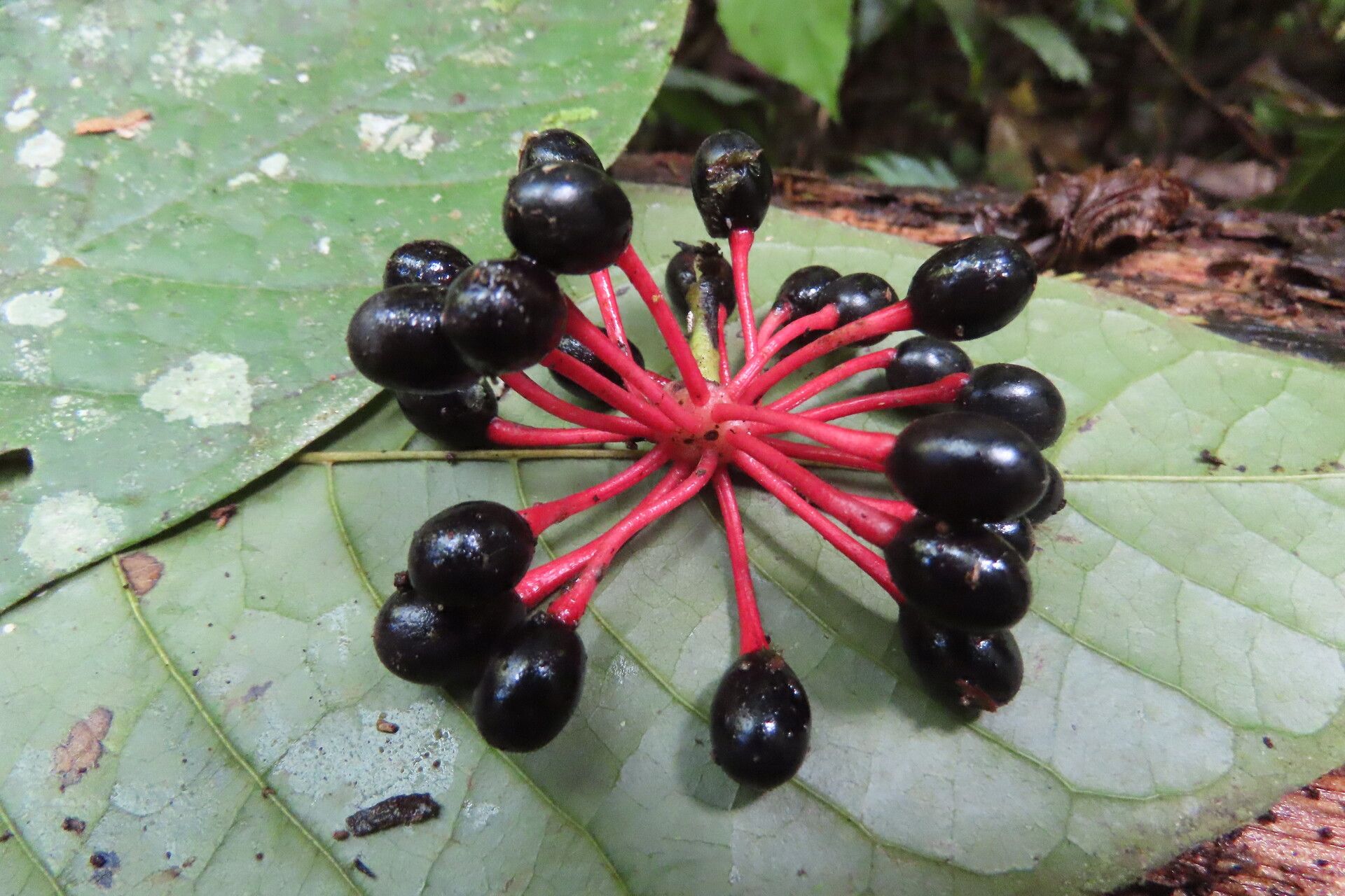 Guatteria amplifolia fruit