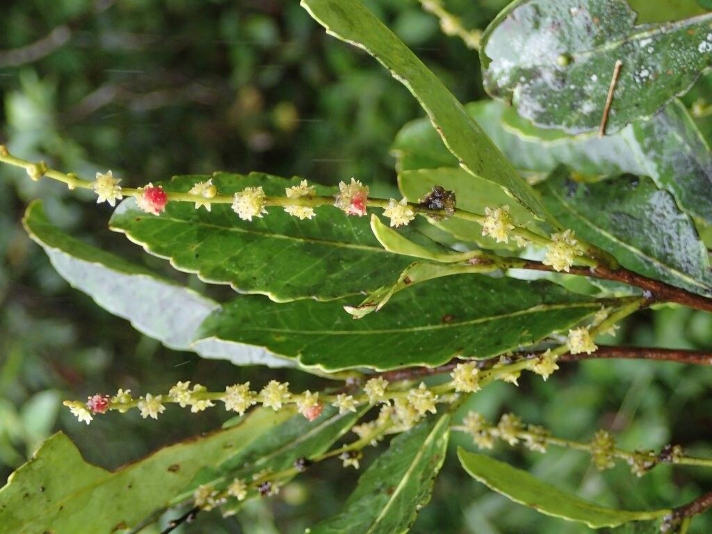 Homalium parkeri — houseplant care guide