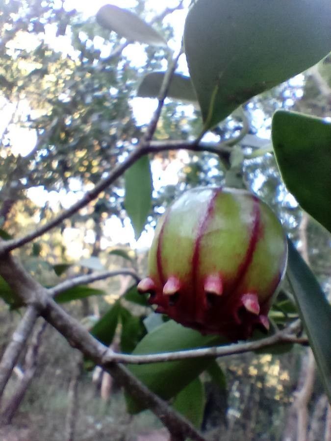 Clusia lanceolata fruit