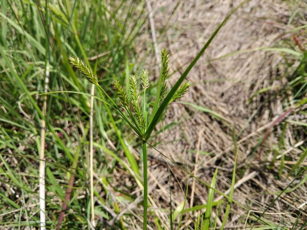 Cyperus cyperinus — houseplant care guide