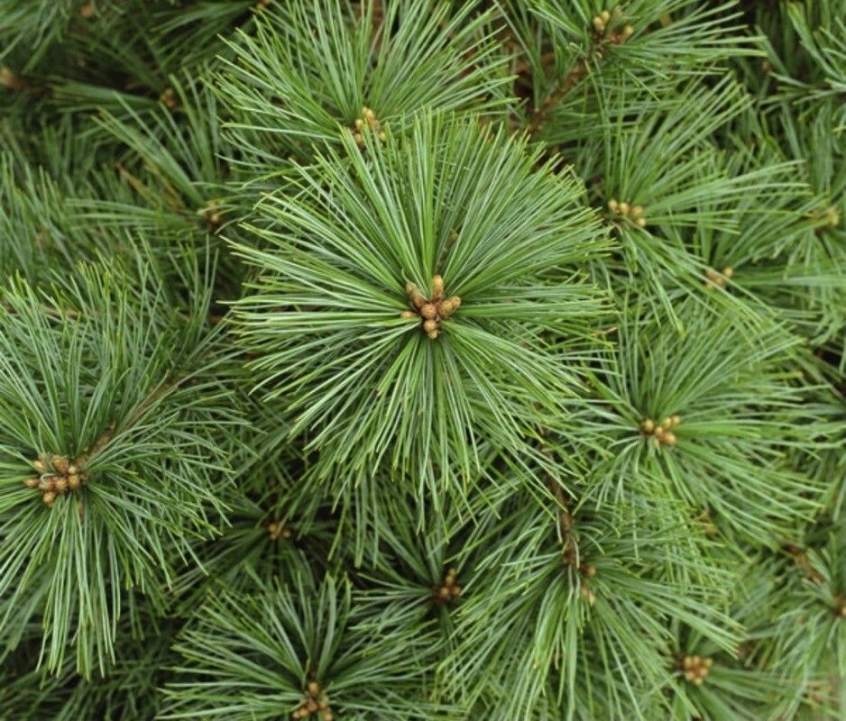 Pinus pallasiana — houseplant care guide