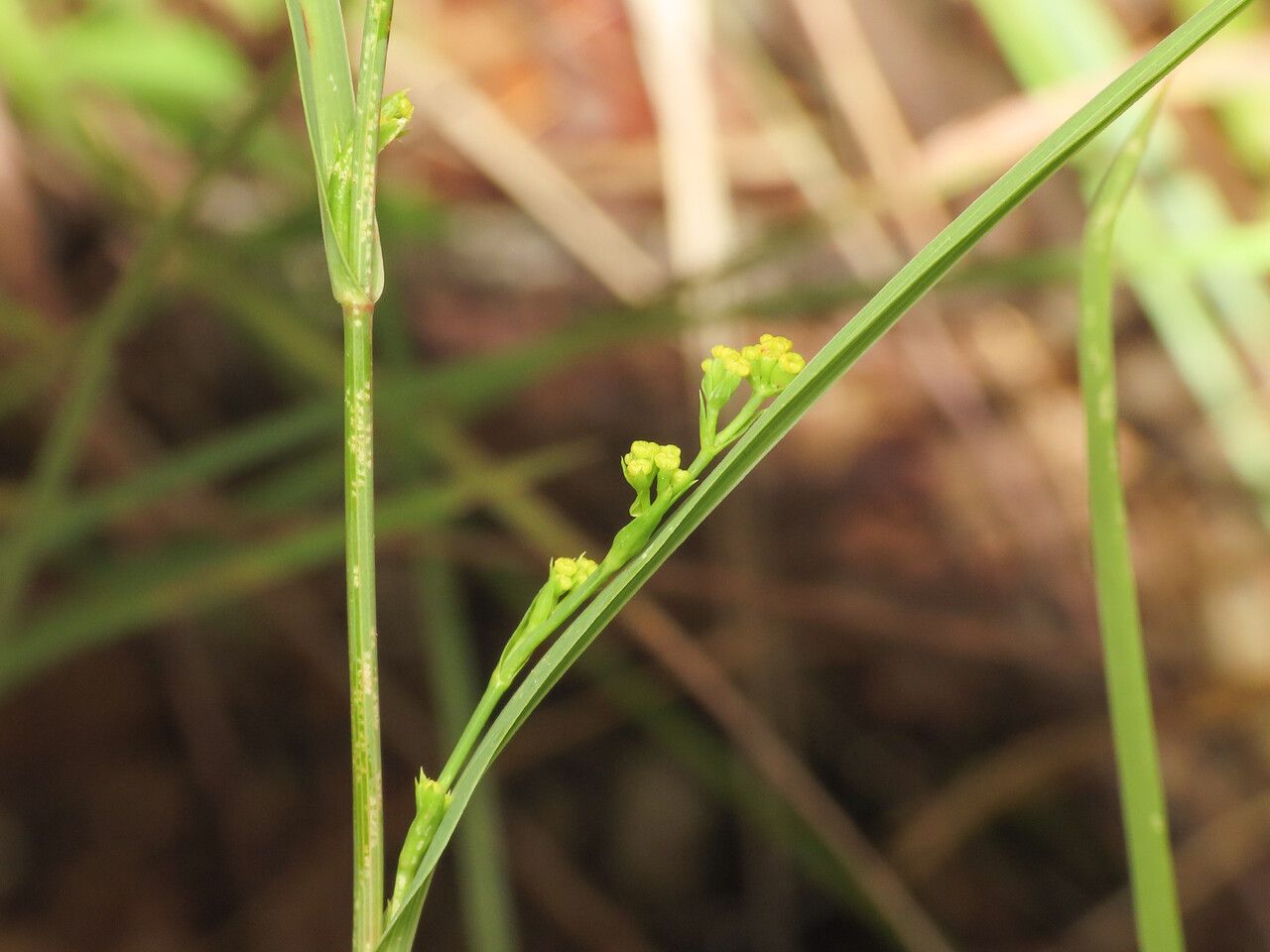 Bupleurum praealtum flower