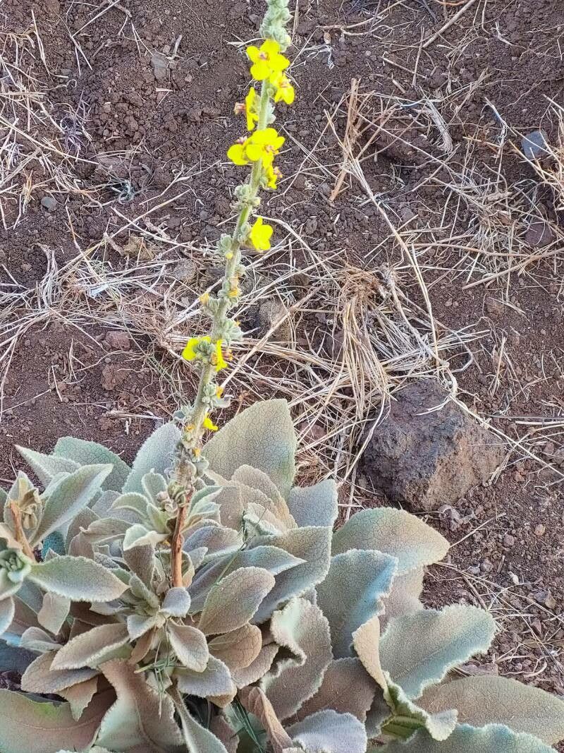 Verbascum sinaiticum flower