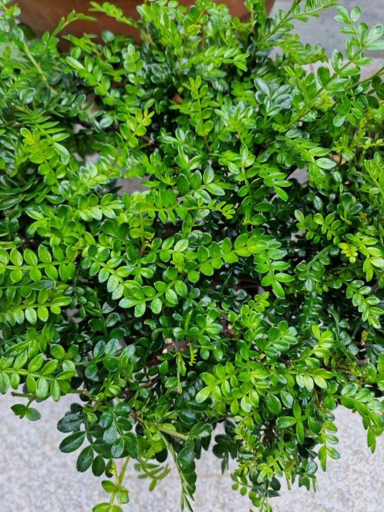 Zanthoxylum beecheyanum — search result for 'Zanthoxylum'