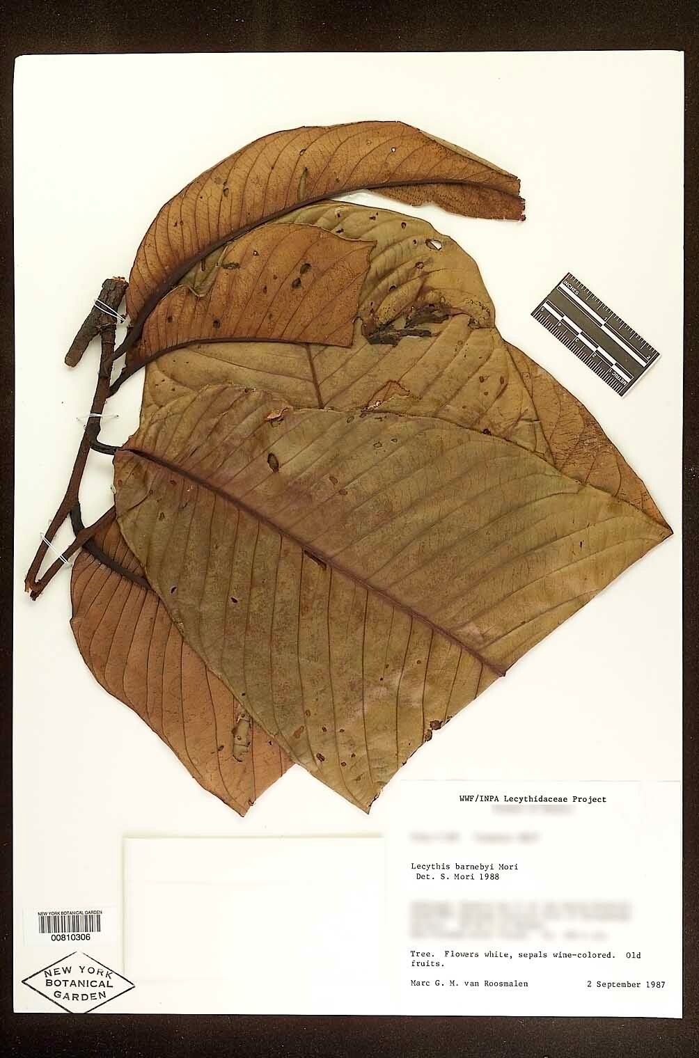 Lecythis barnebyi leaf