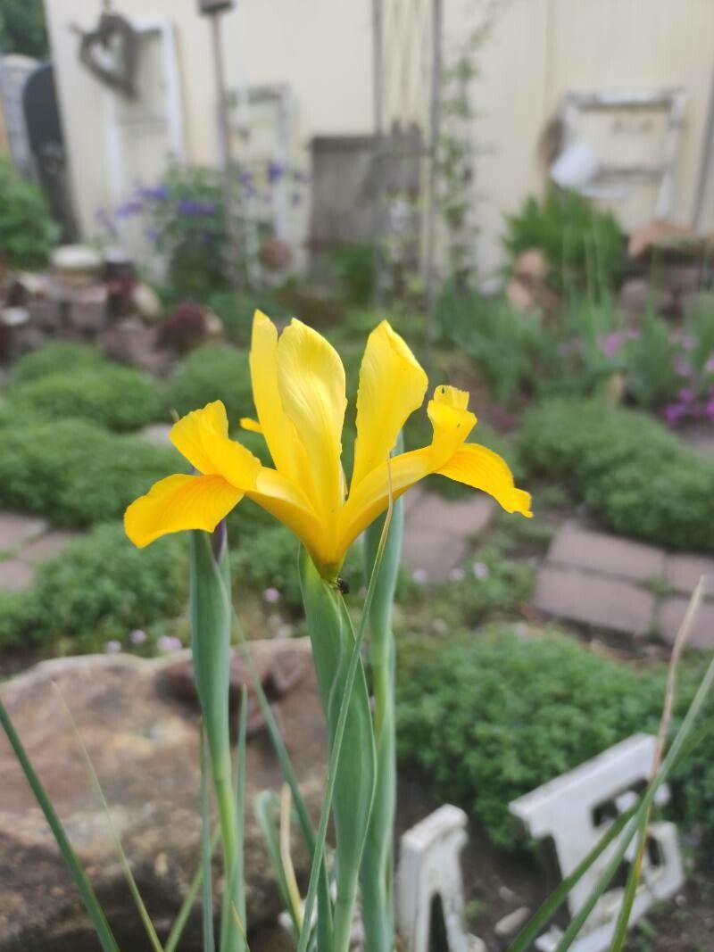 Iris x hollandica flower