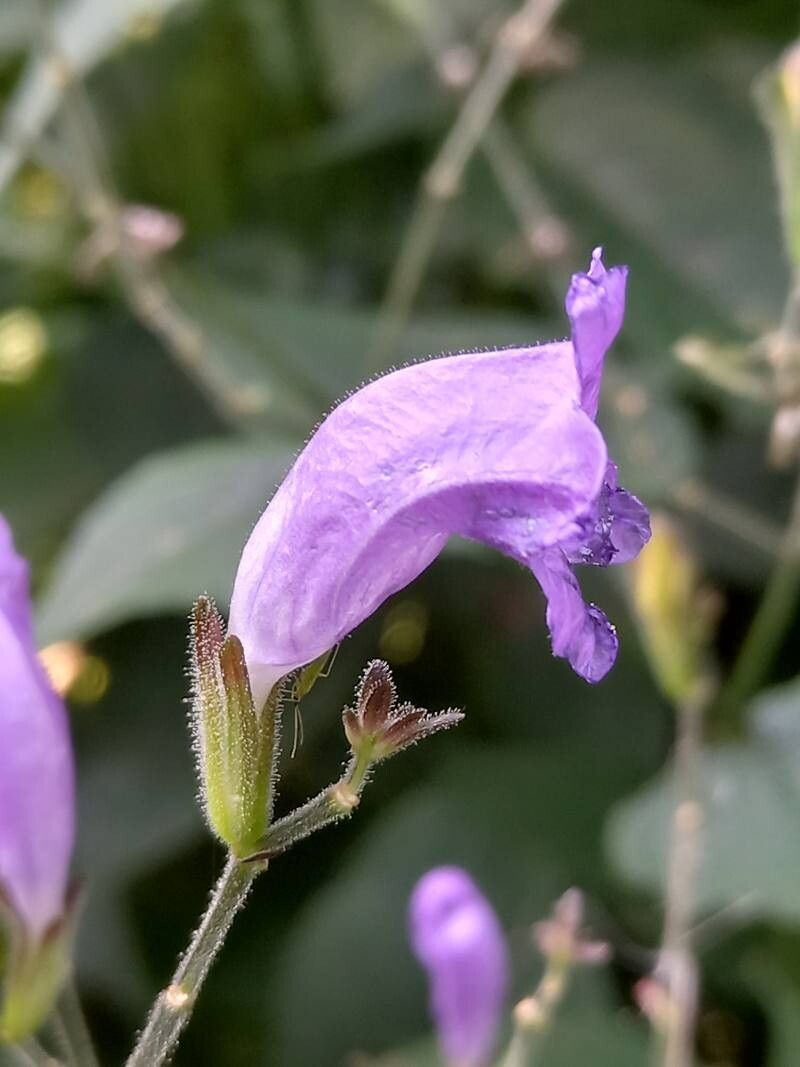 Strobilanthes glutinosa flower