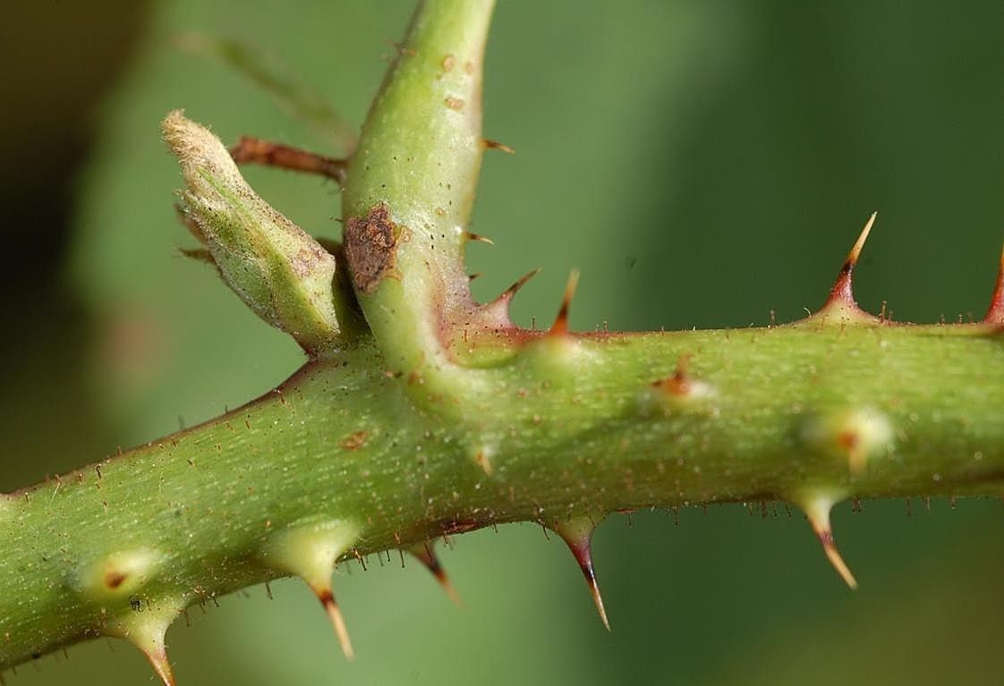 Rubus fabrimontanus bark