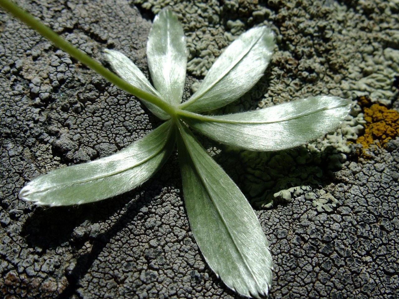Alchemilla nitida habit