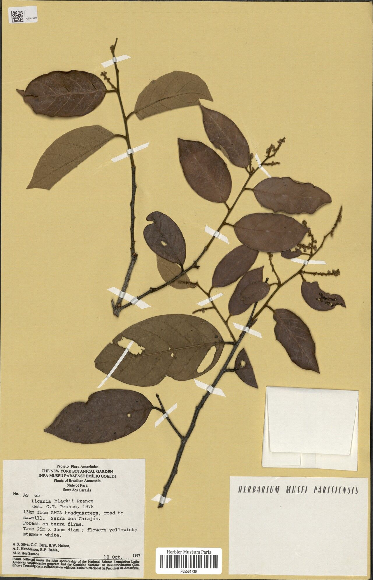 Licania blackii — houseplant care guide