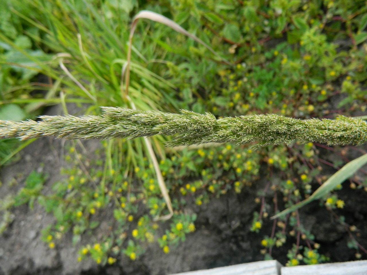 Agrostis exarata fruit