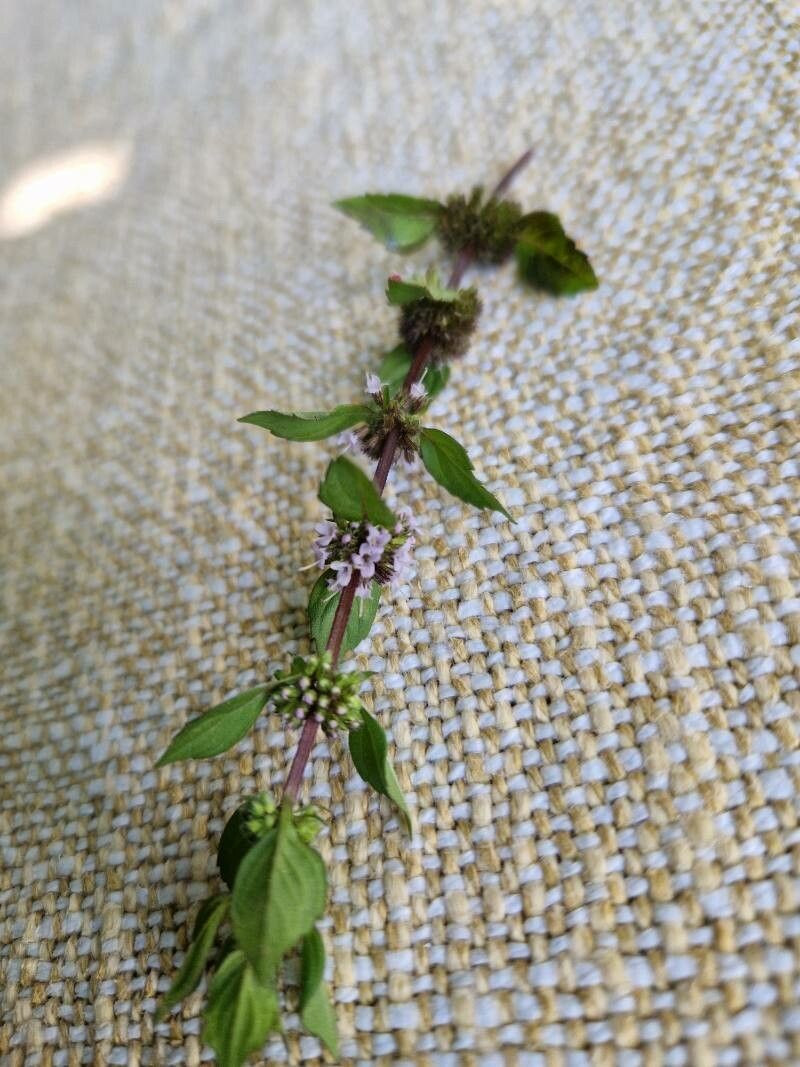 Mentha × gracilis flower