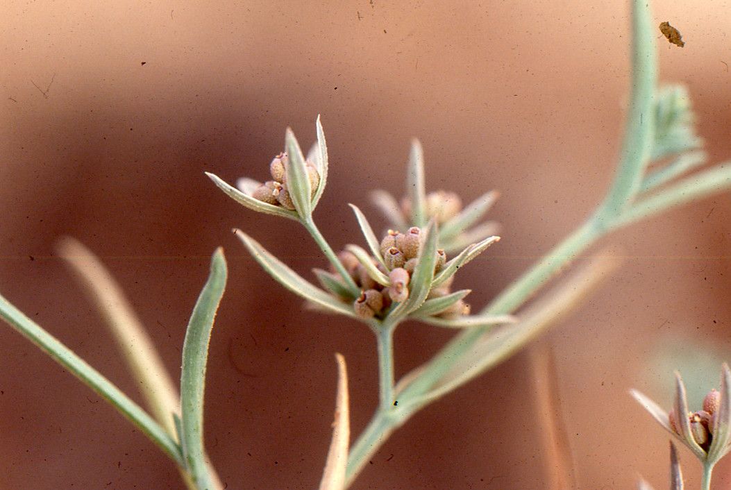 Bupleurum semicompositum fruit