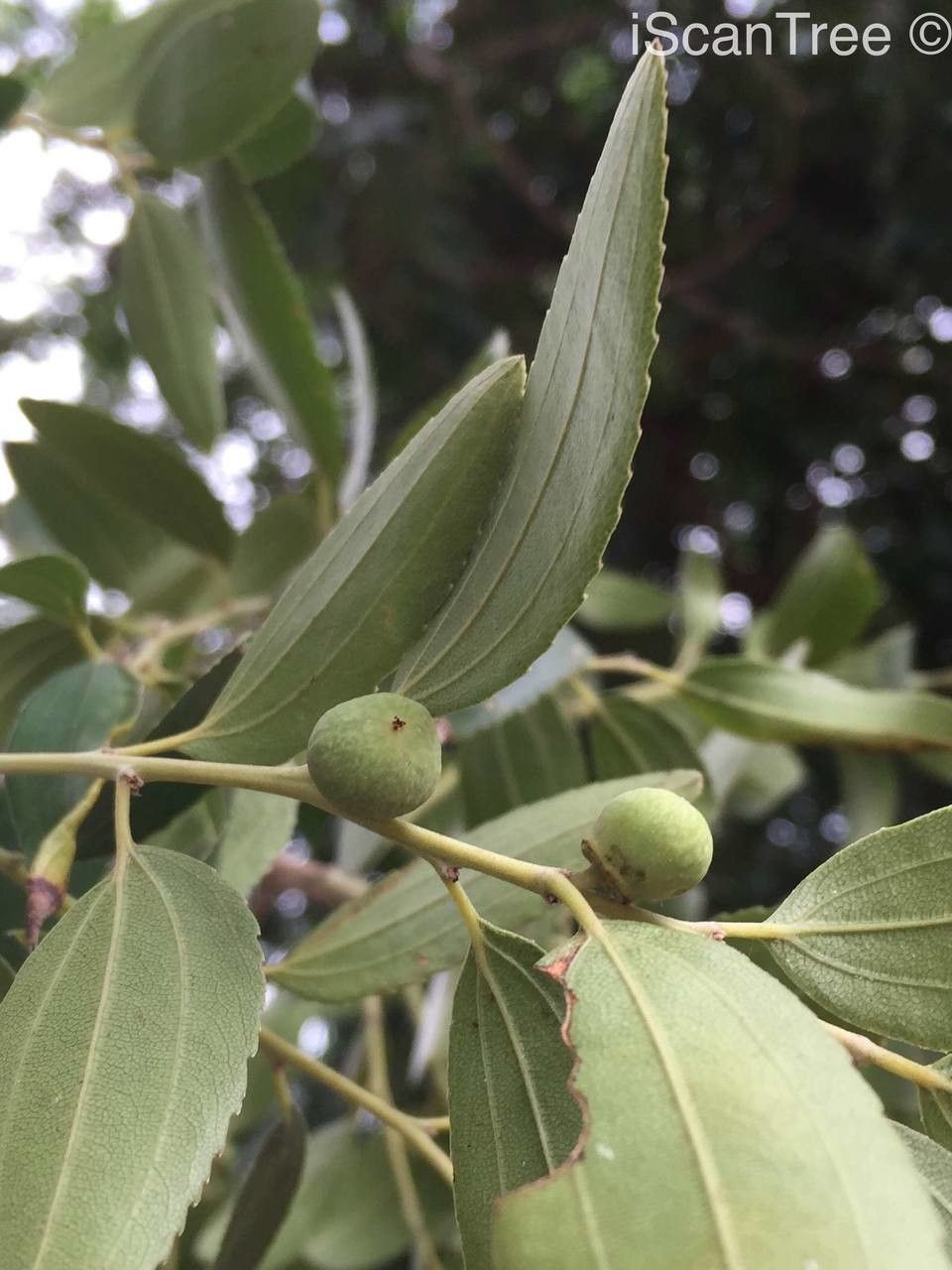 Ziziphus rivularis fruit