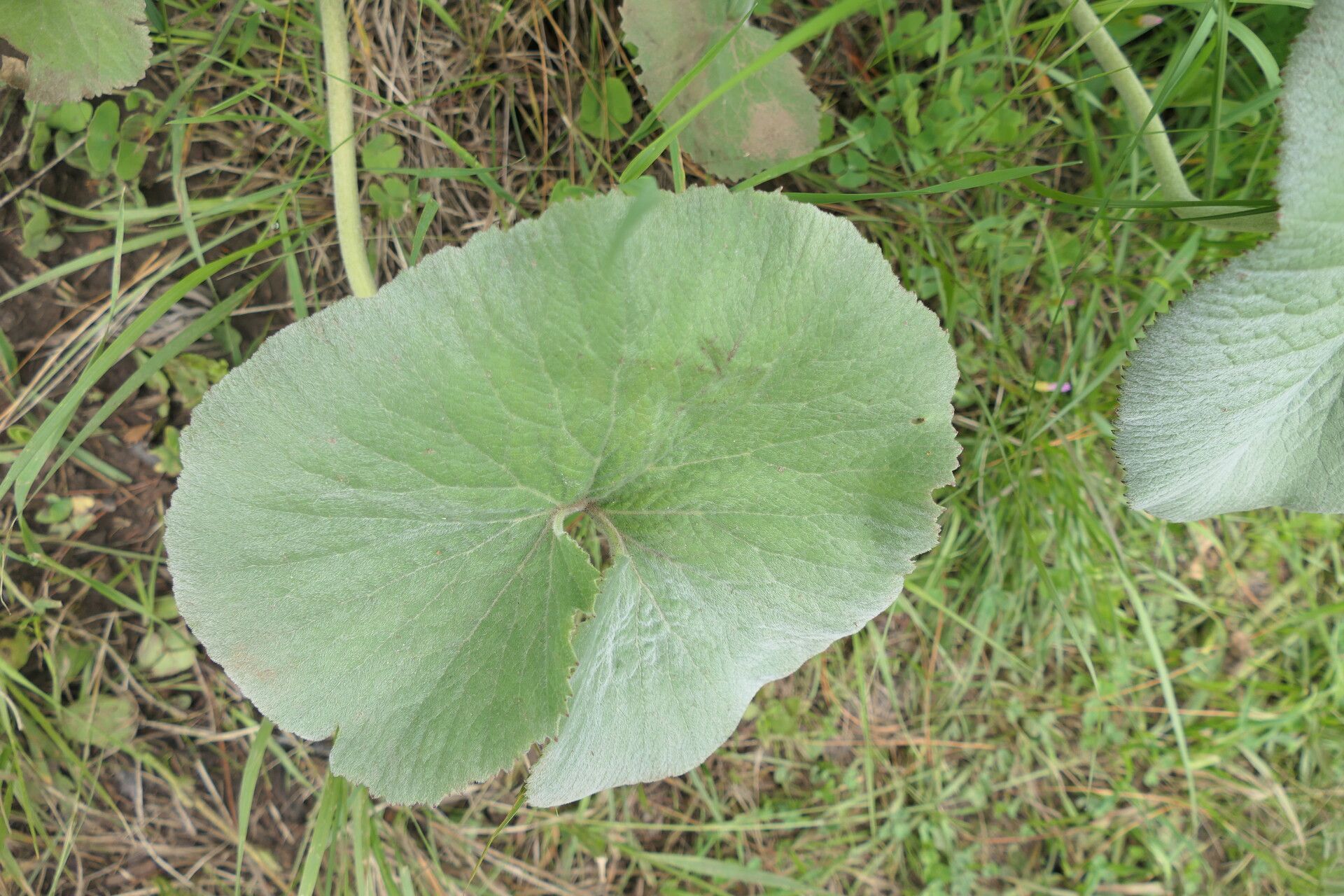 Gunnera perpensa — houseplant care guide