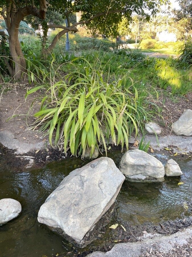 Setaria palmifolia habit