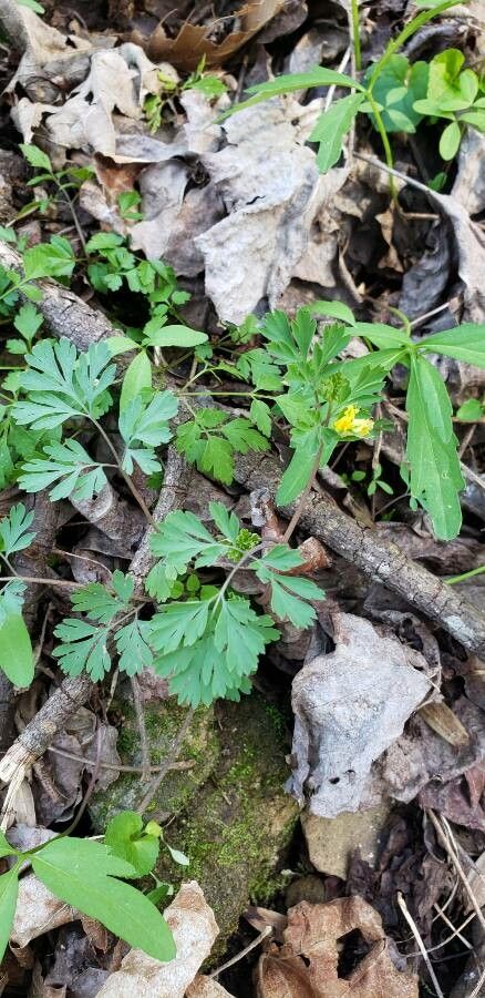 Corydalis flavula leaf
