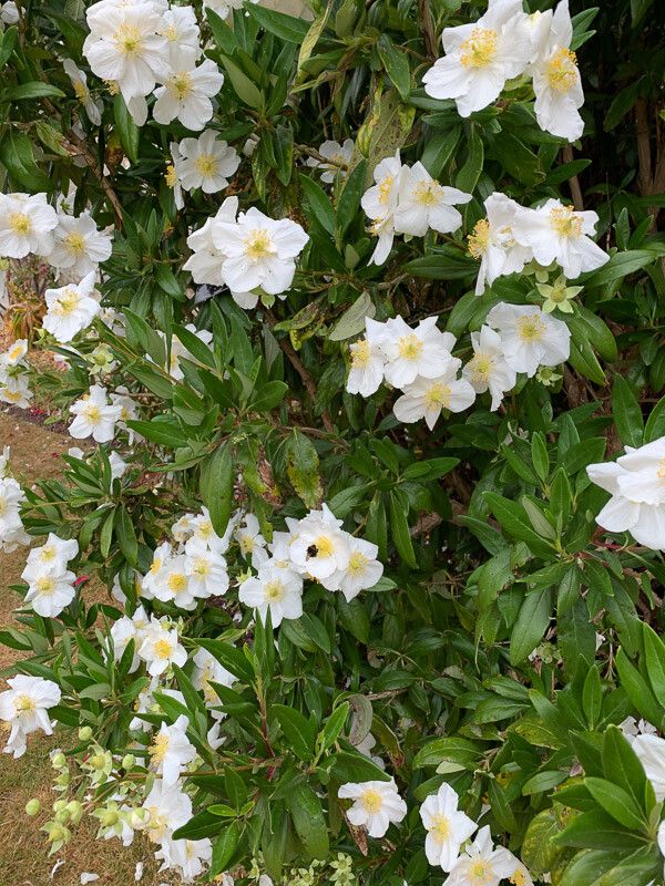 Carpenteria californica leaf