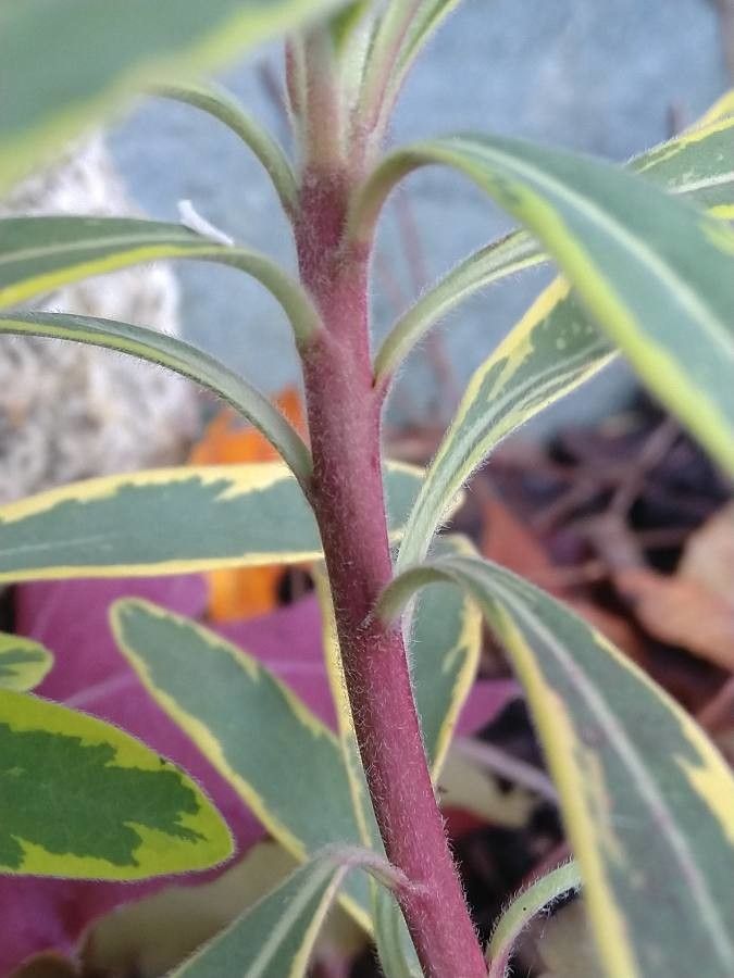 Euphorbia × martini bark