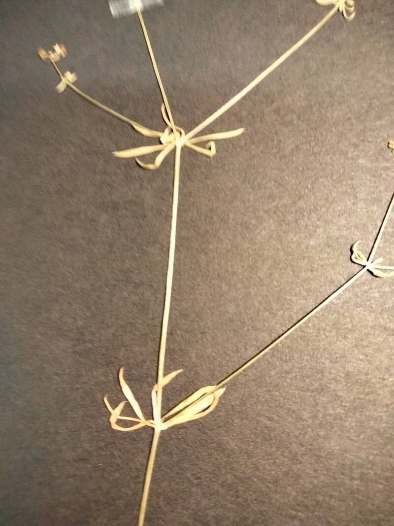 Galium marchandii — houseplant care guide