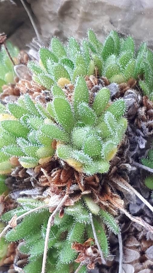 Saxifraga presolanensis leaf