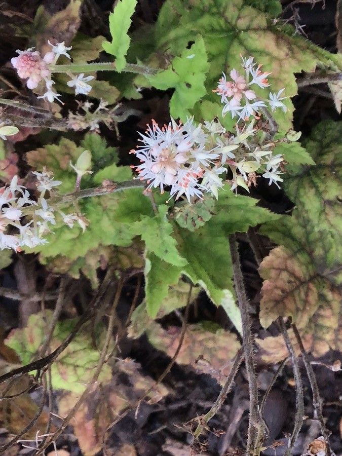Tiarella wherryi flower