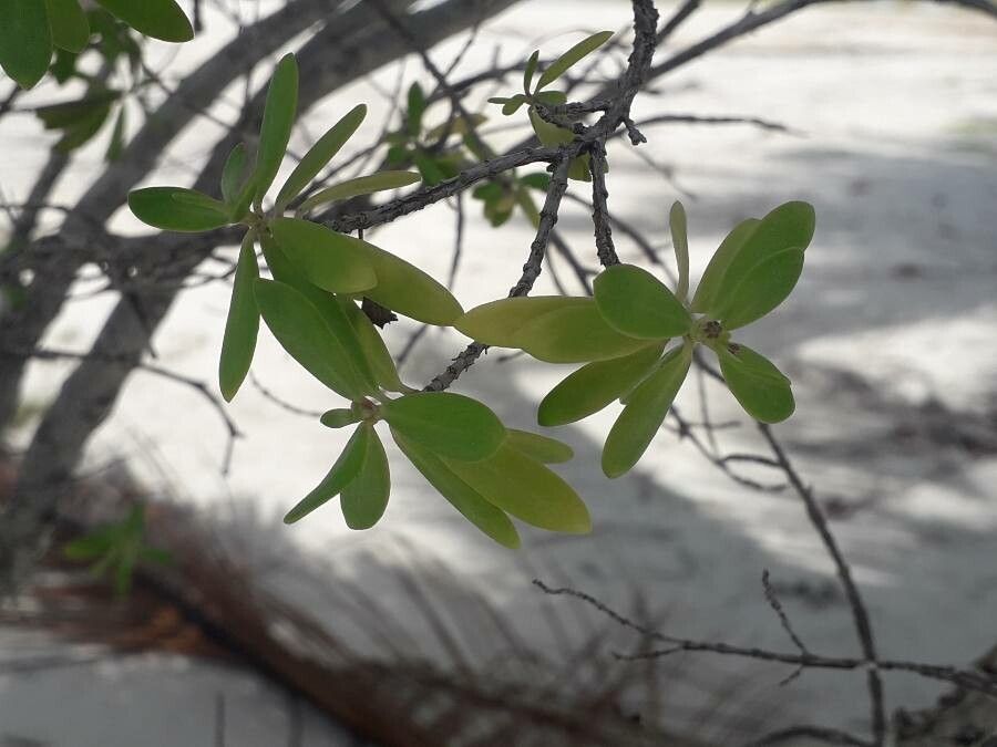 Pemphis acidula leaf