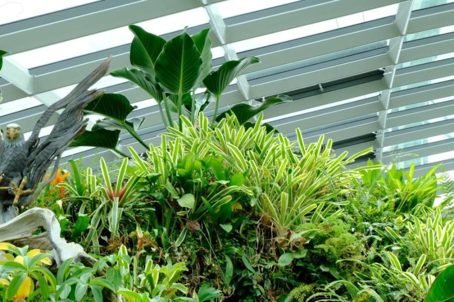 Neoregelia compacta cv. 'Bossa Nova' leaf